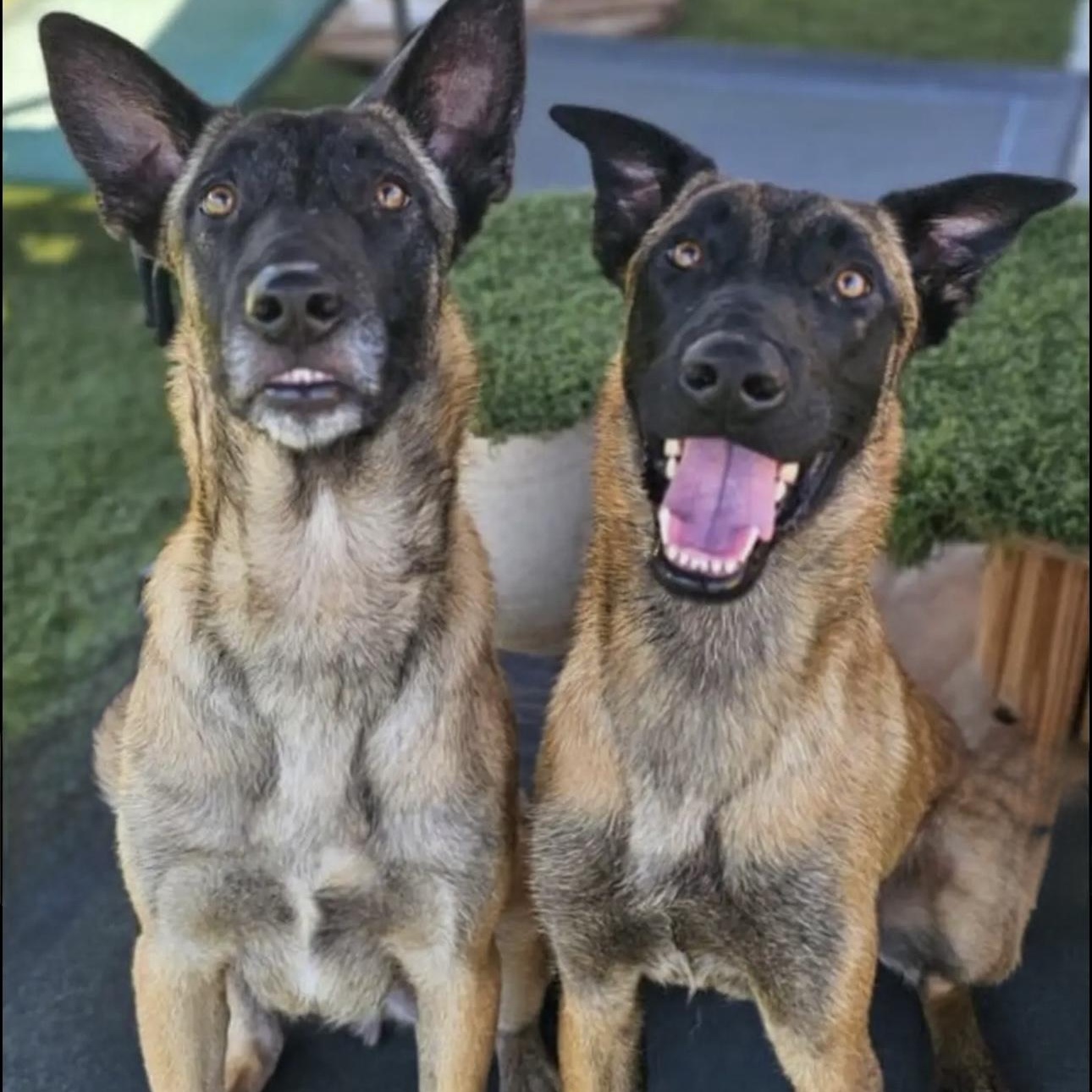 Enlarge Mars and Jupiter, a Adoptable Belgian Shepherd / Malinois in Santa Monica, CA image 1/4
