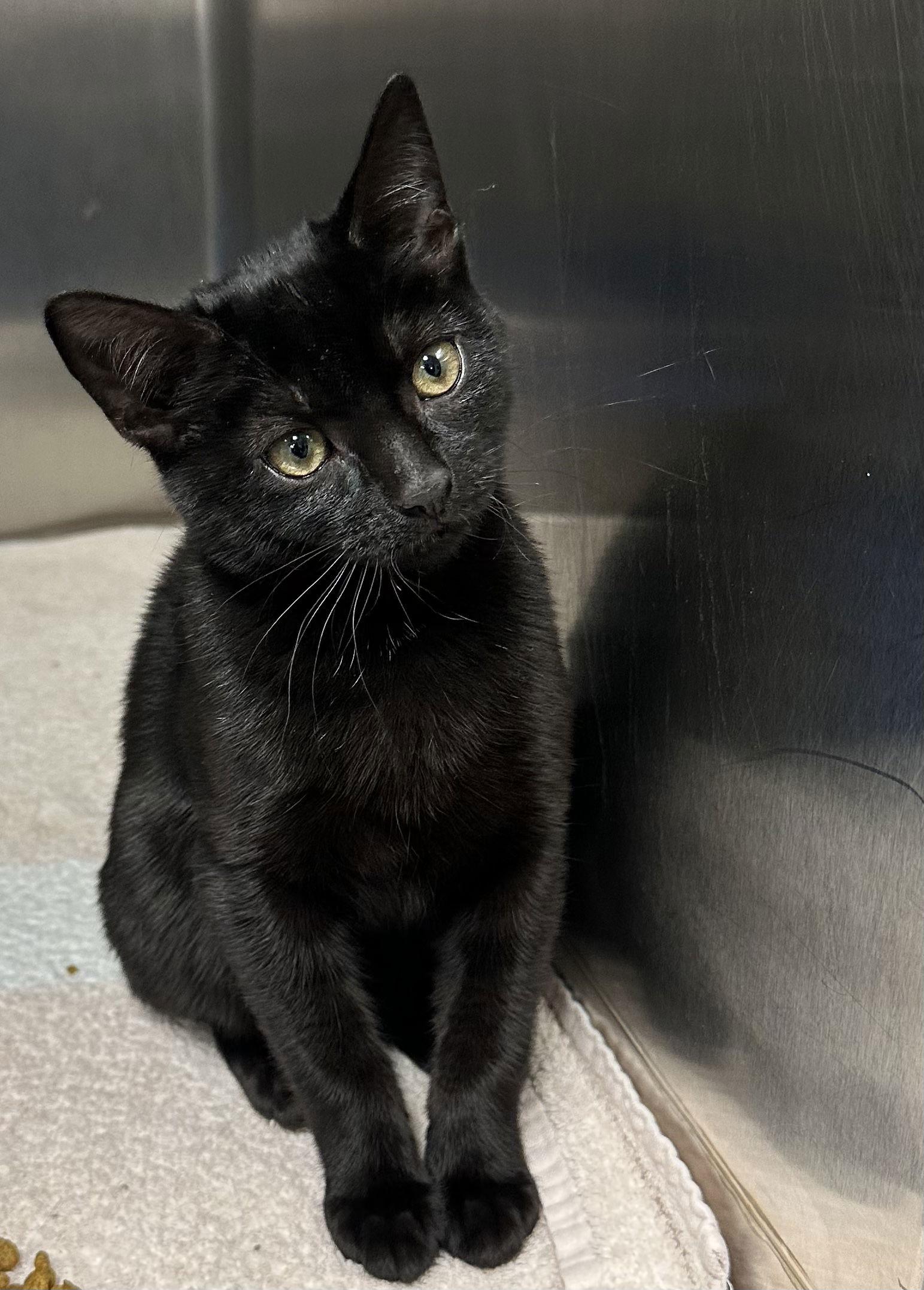 Olive, Adopted, Young Female Domestic Short Hair.