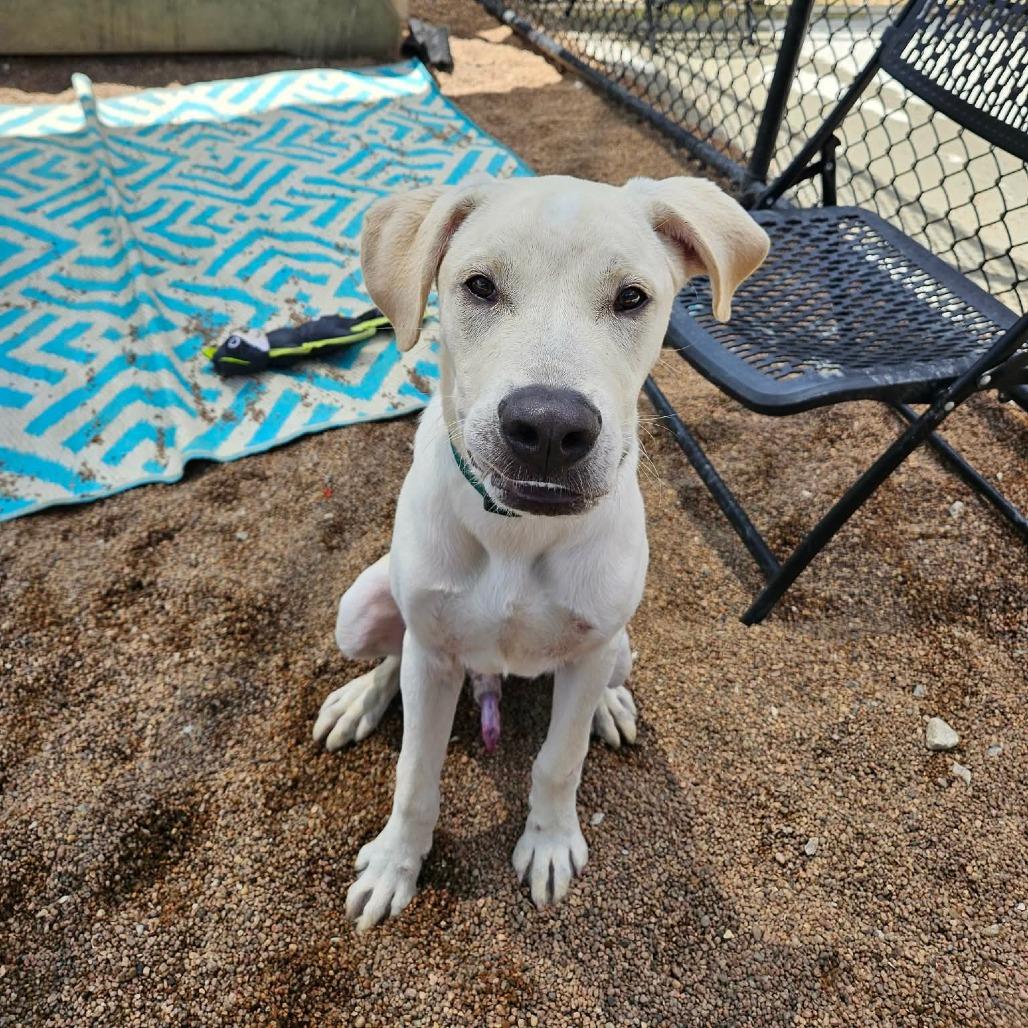 Ace, Adoptable, Young Male Yellow Labrador Retriever.