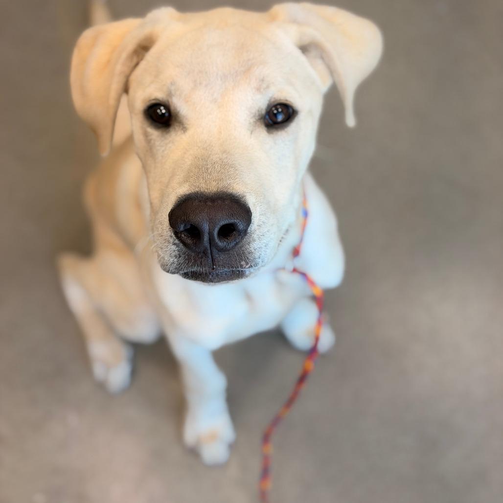 Ace, a Adoptable Yellow Labrador Retriever in Sand Springs, OK image 2/6