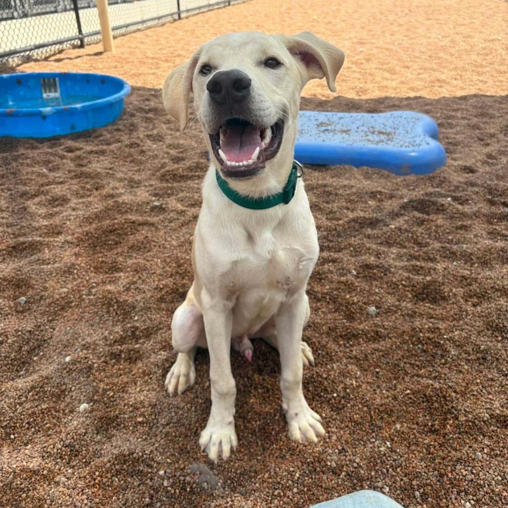 Ace, a Adoptable Yellow Labrador Retriever in Sand Springs, OK image 3/6