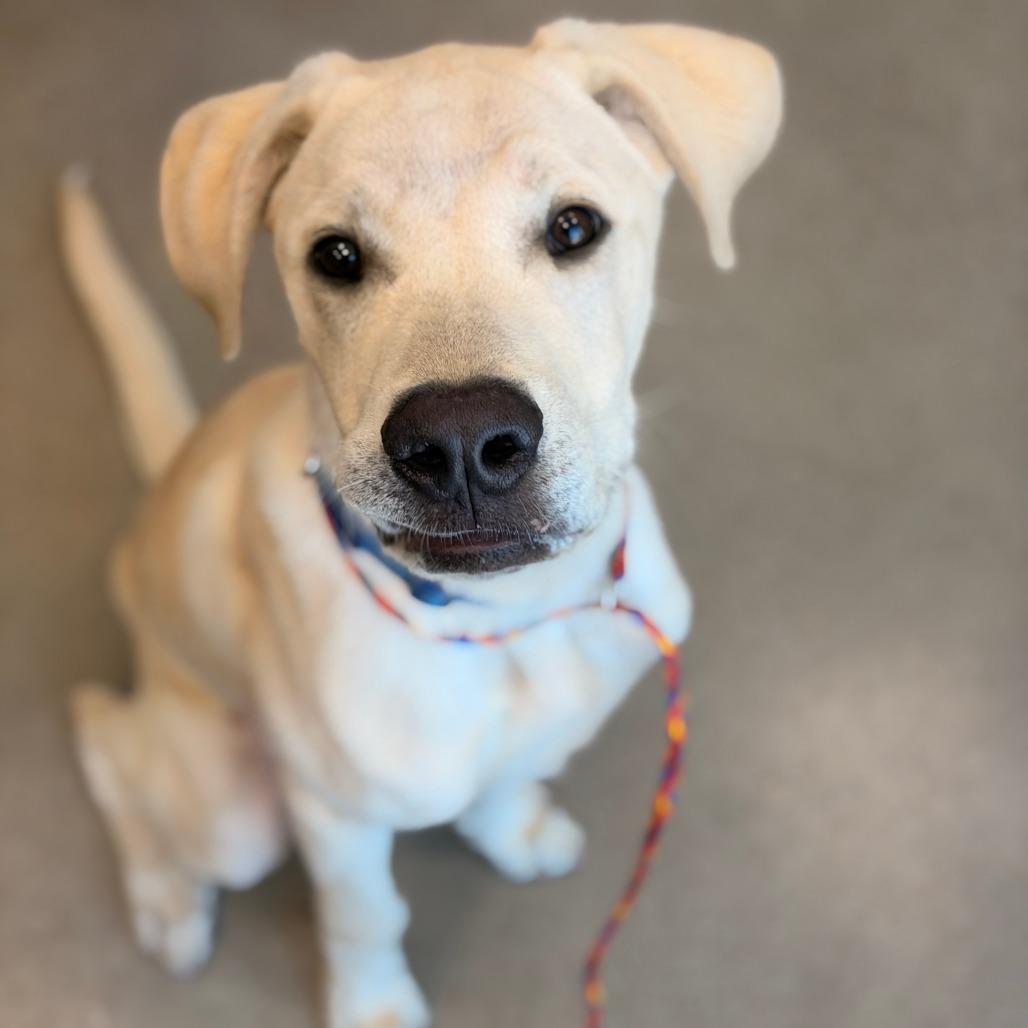 Ace, a Adoptable Yellow Labrador Retriever in Sand Springs, OK image 4/6