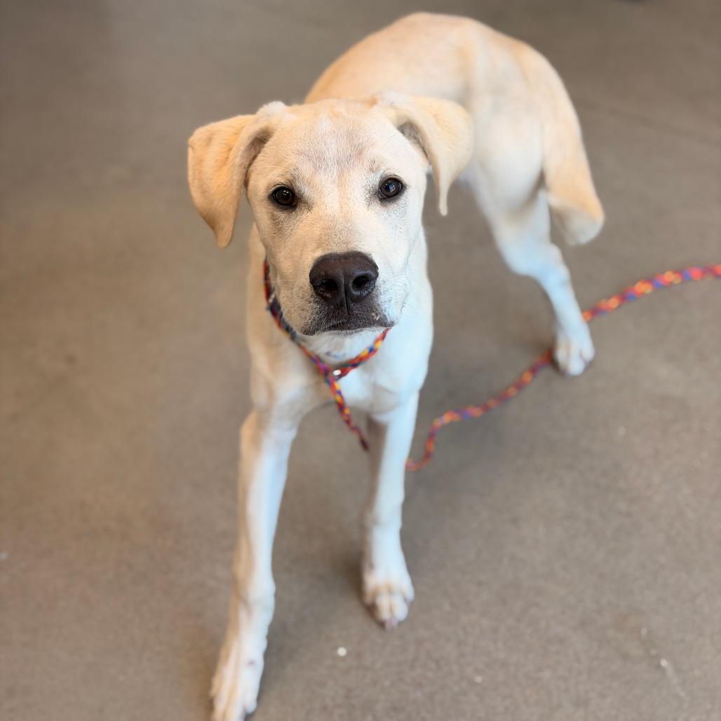 Ace, a Adoptable Yellow Labrador Retriever in Sand Springs, OK image 5/6