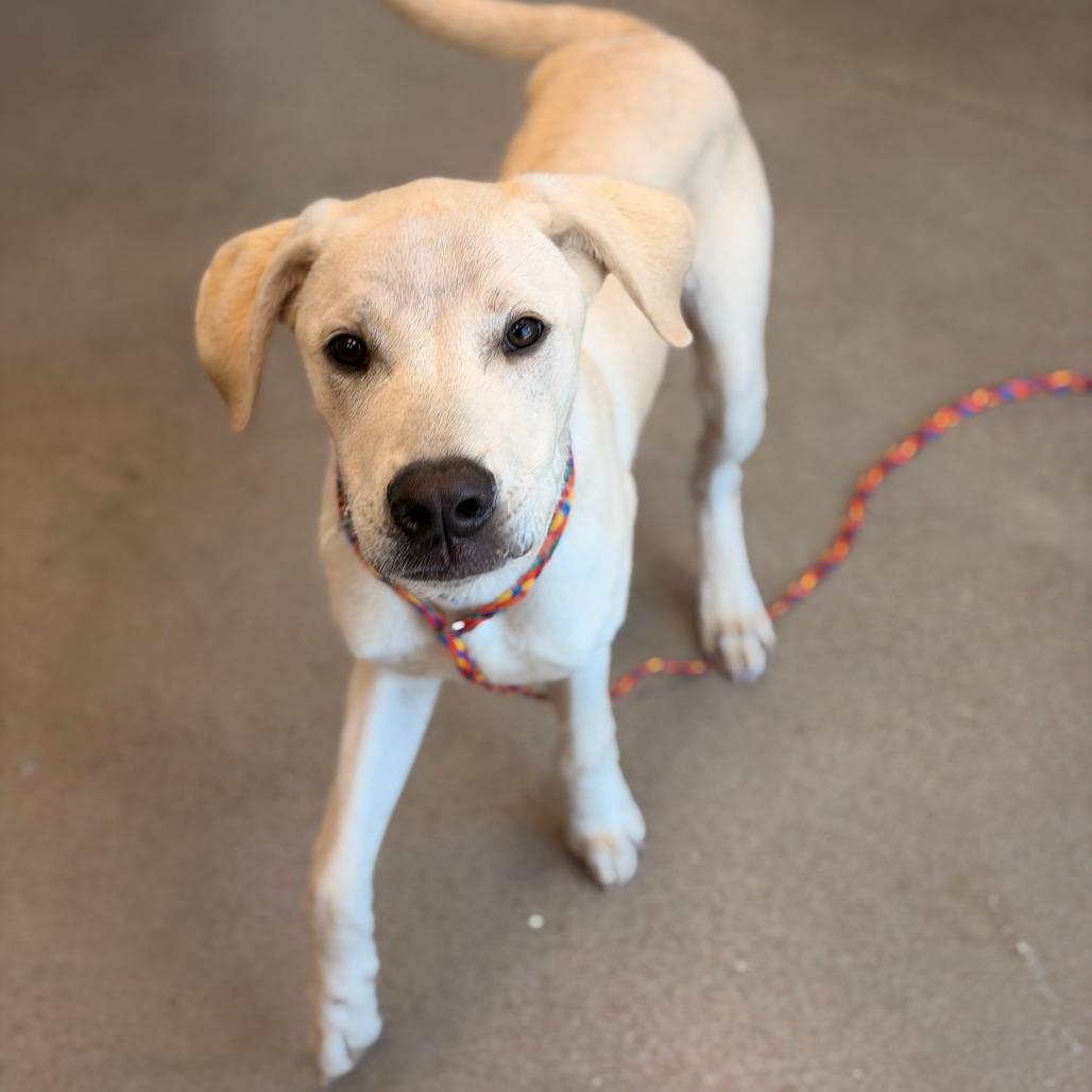 Ace, a Adoptable Yellow Labrador Retriever in Sand Springs, OK image 6/6