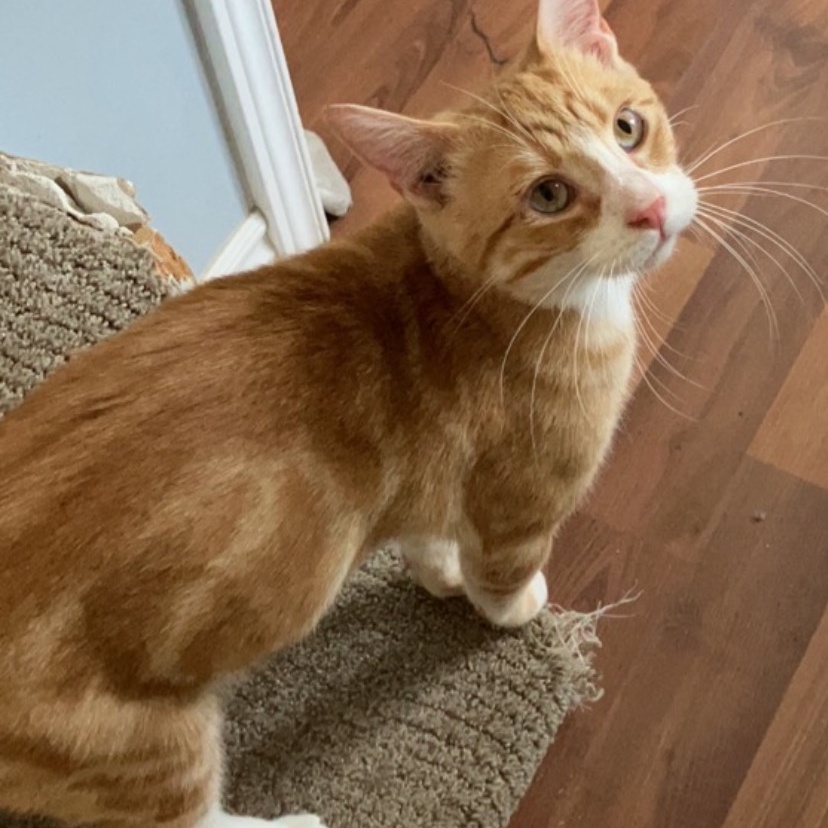 Flyleaf, Adopted, Young Male Tabby.