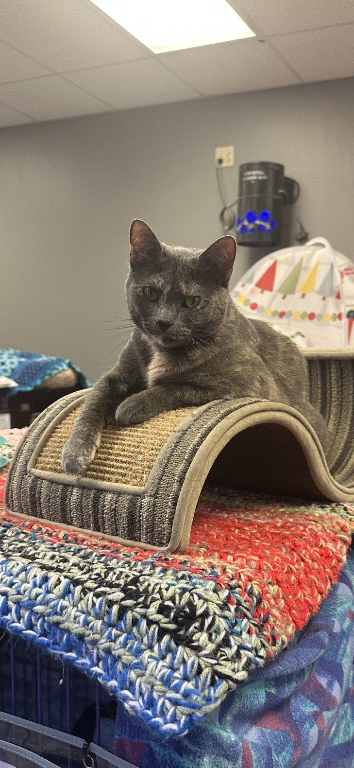 Enlarge Joy, an adoptable Domestic Short Hair in Hamburg, NY image 2/2