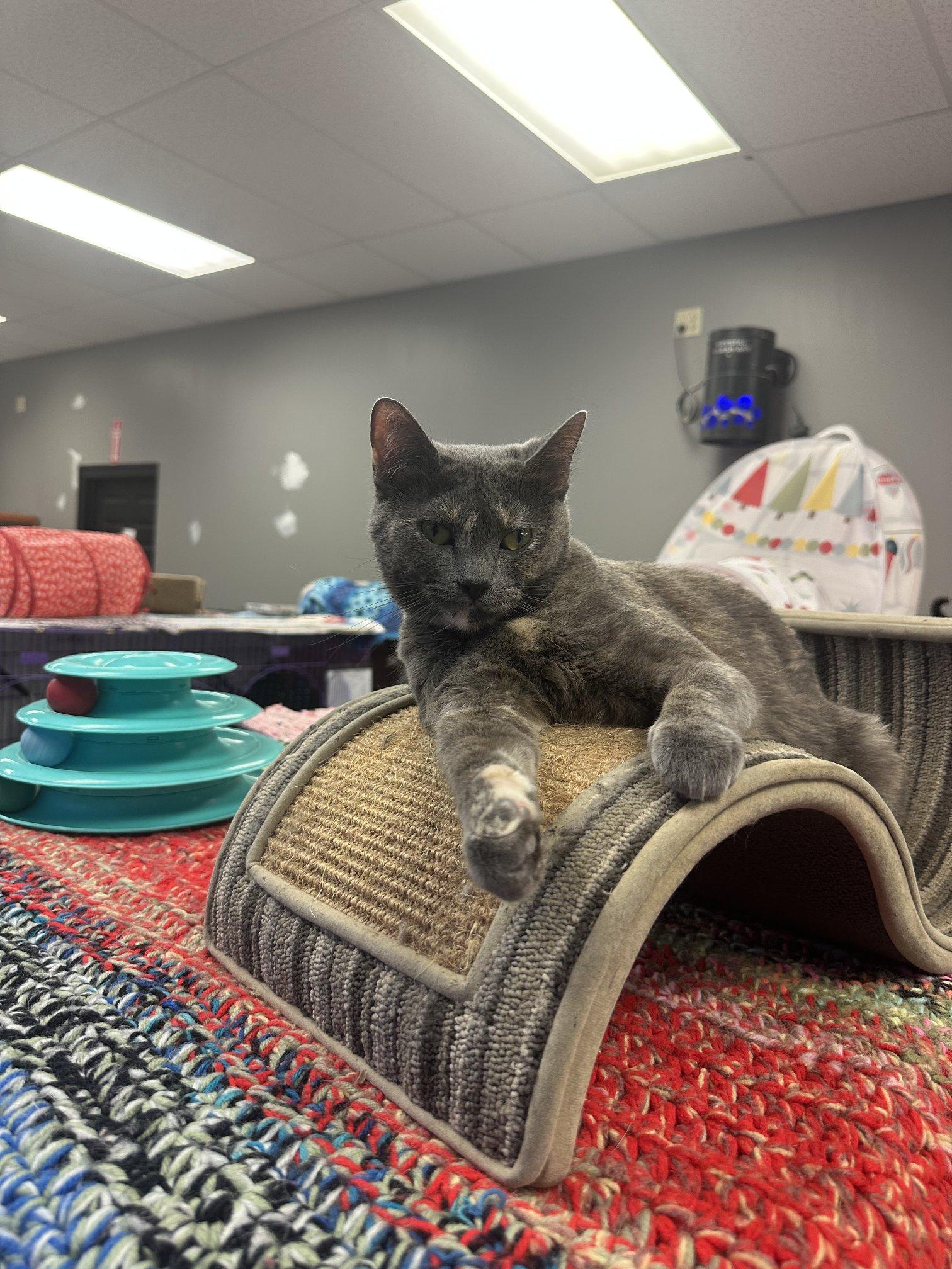 Enlarge Joy, an adoptable Domestic Short Hair in Hamburg, NY image 1/2