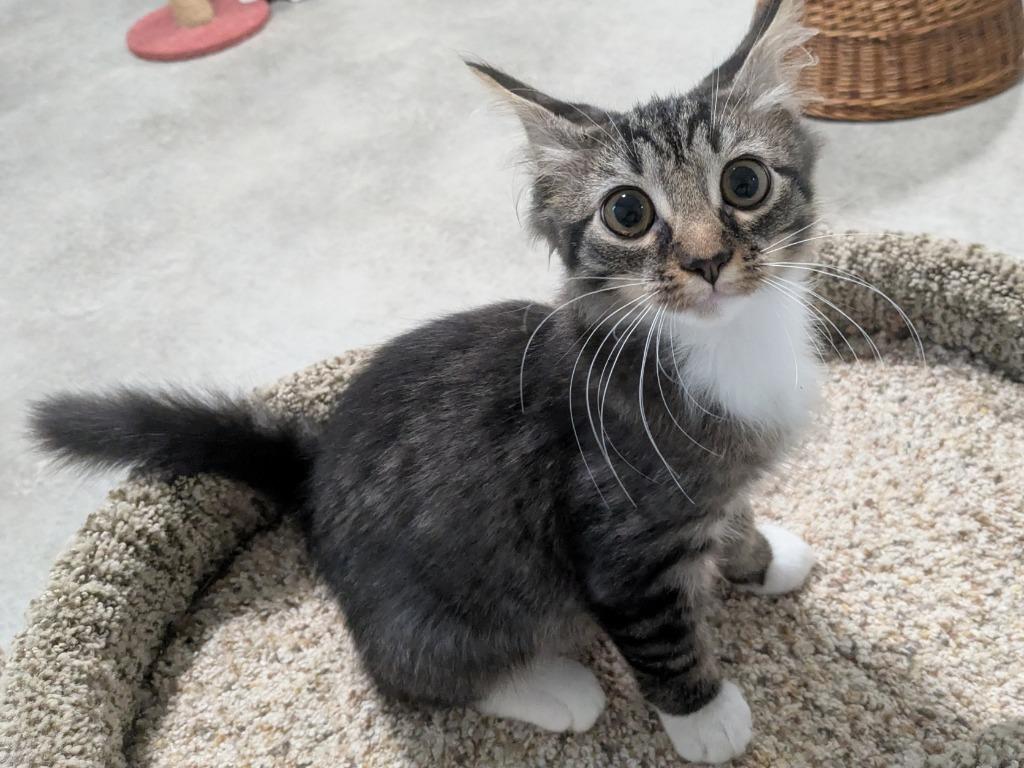 Dawson, Adoptable, Kitten Male Domestic Medium Hair & Tabby (Brown).