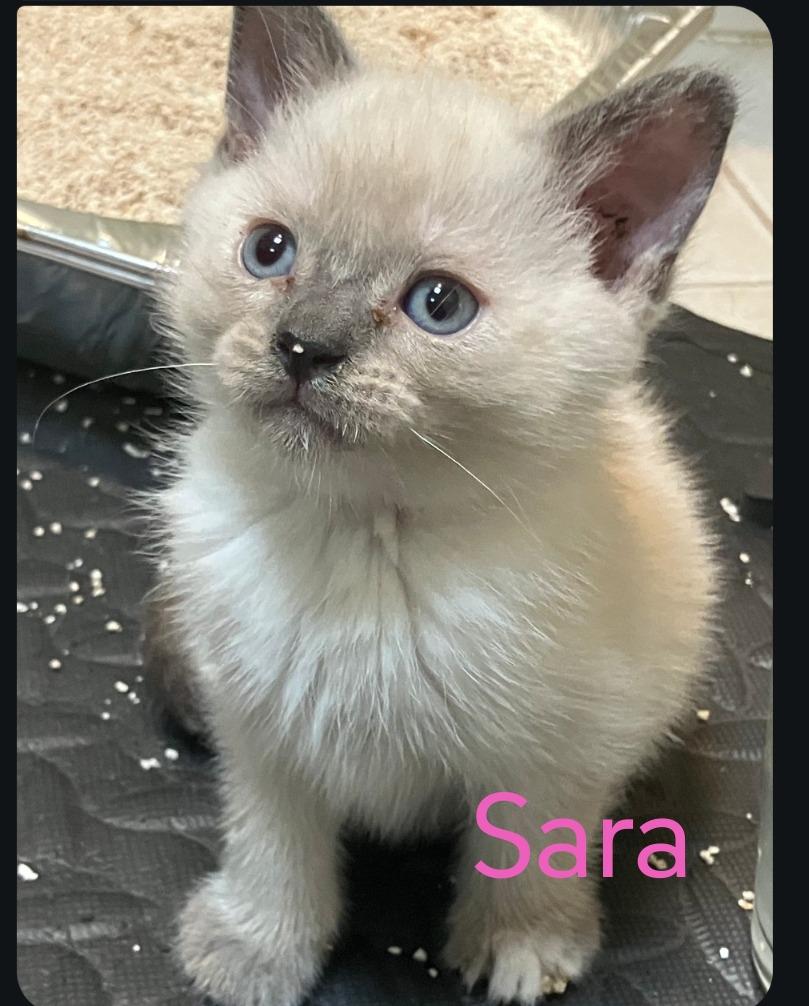 Sara, Adopted, Kitten Female Siamese.