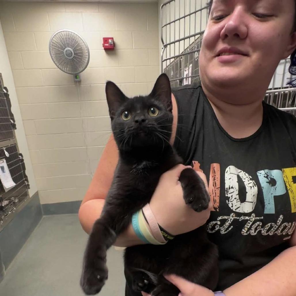 Paper Shredder, Adoptable, Young Male Domestic Short Hair.