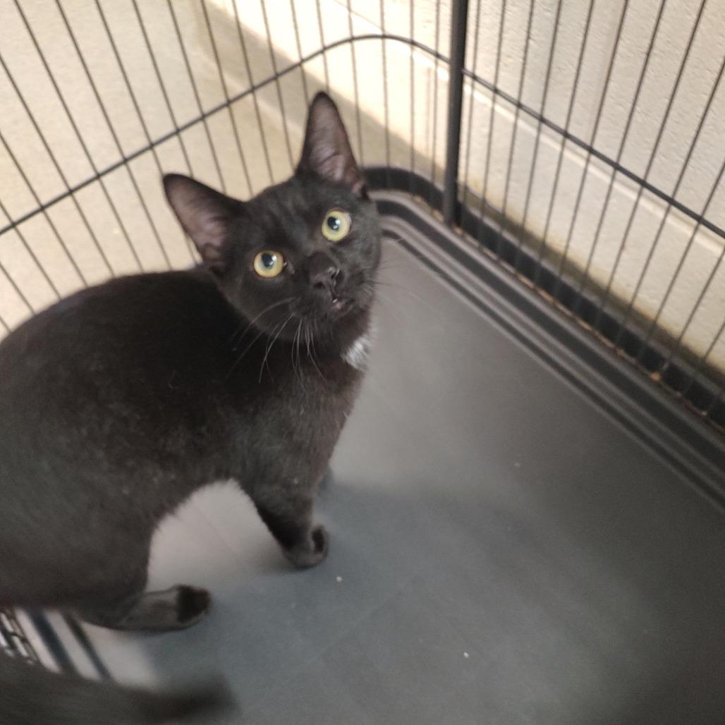 Enlarge Paper Shredder, a Adoptable Domestic Short Hair in Rocky Mount, VA image 2/2