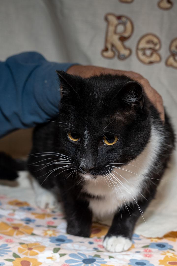 Paul, ADOPTABLE, Young Male Tuxedo.