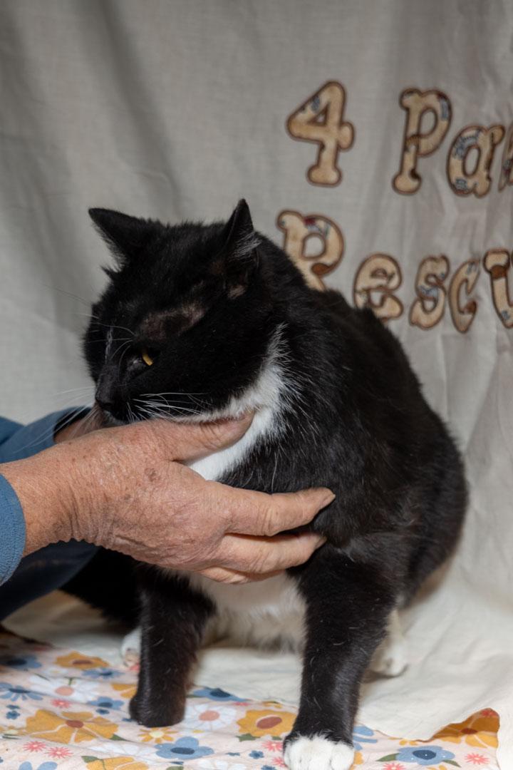Paul, a ADOPTABLE Tuxedo in Cardwell, MT image 2/2