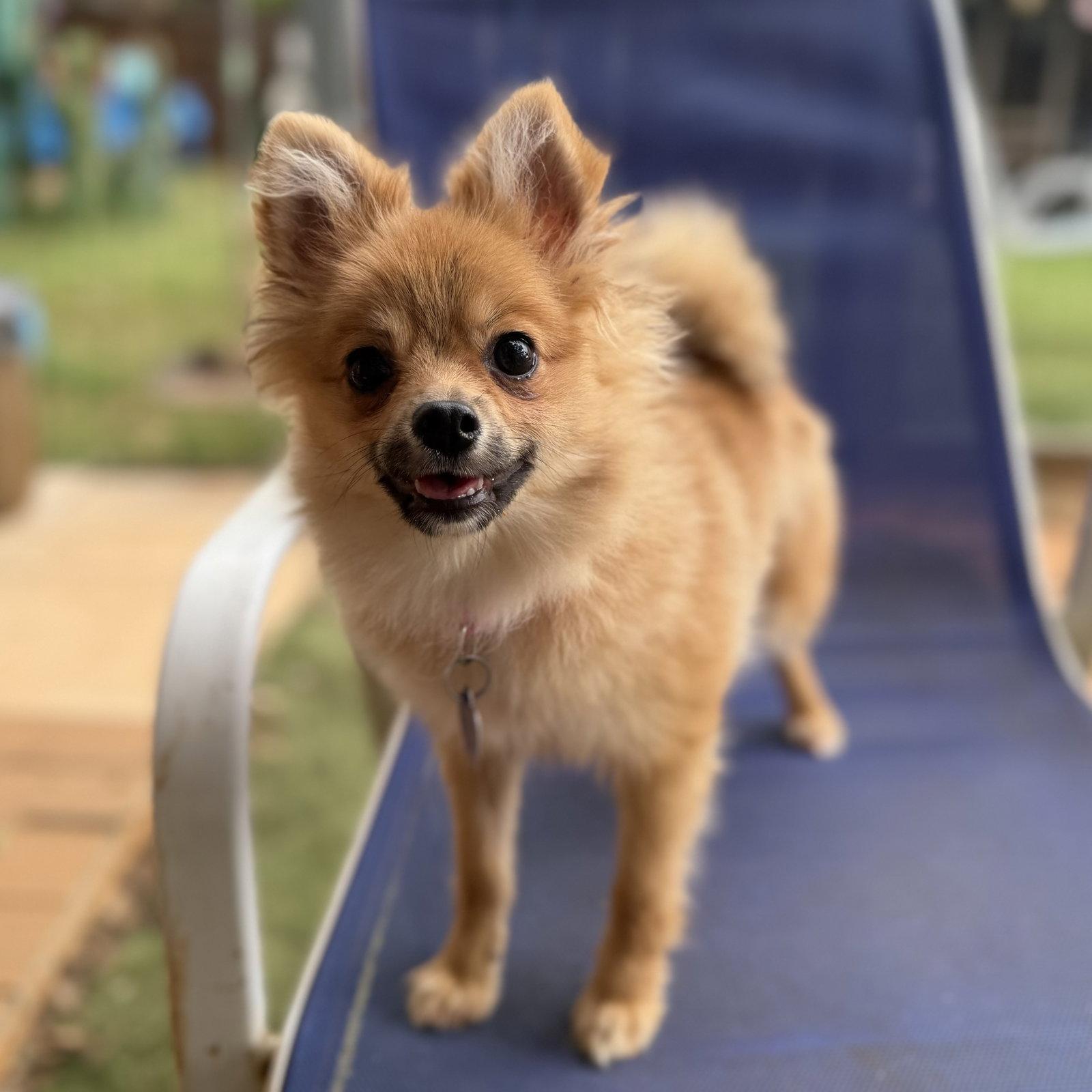 Ziti, Adoptable, Puppy Female Pomeranian.