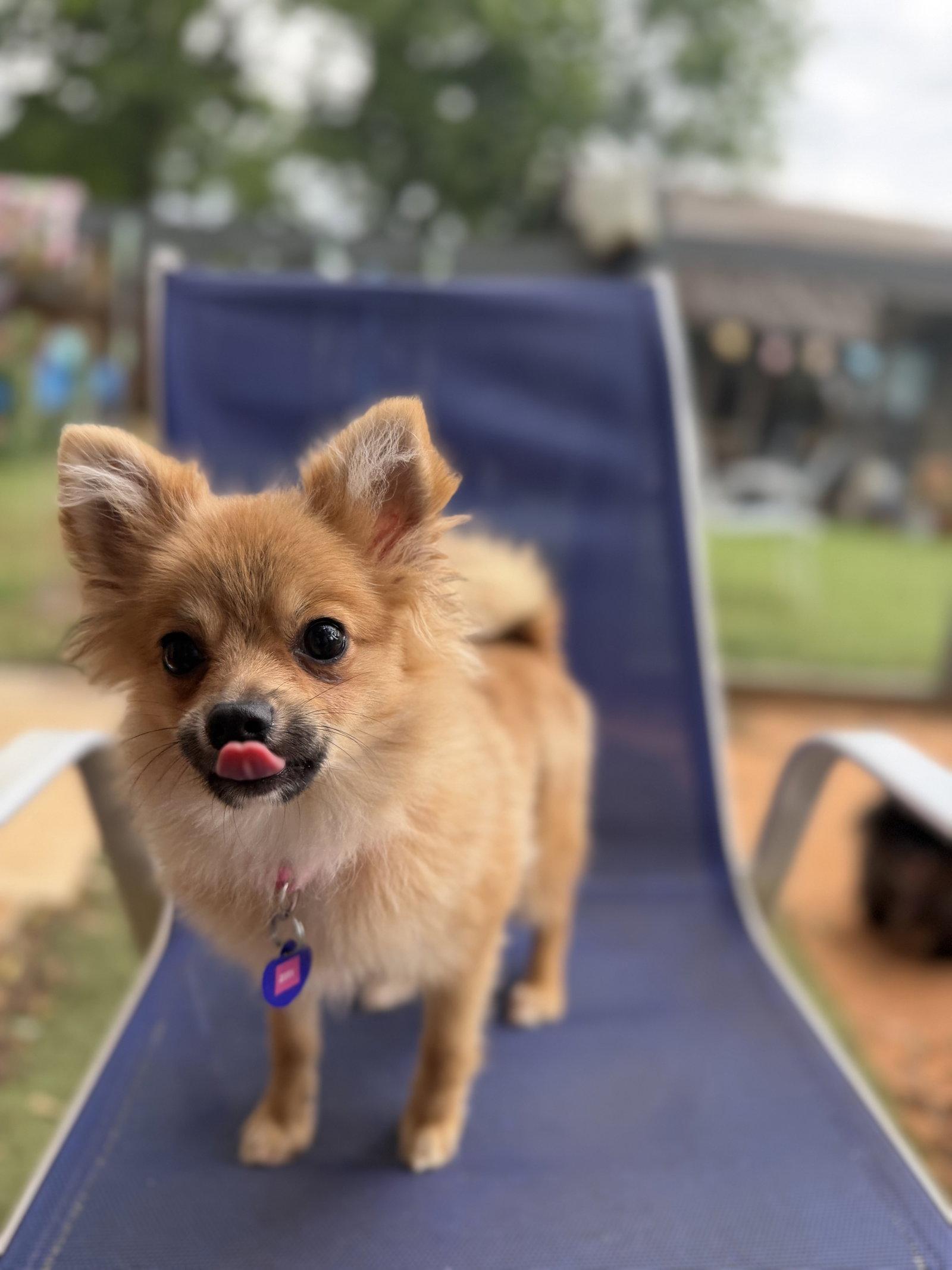 Enlarge Ziti, a Adoptable Pomeranian in Garland, TX image 2/3