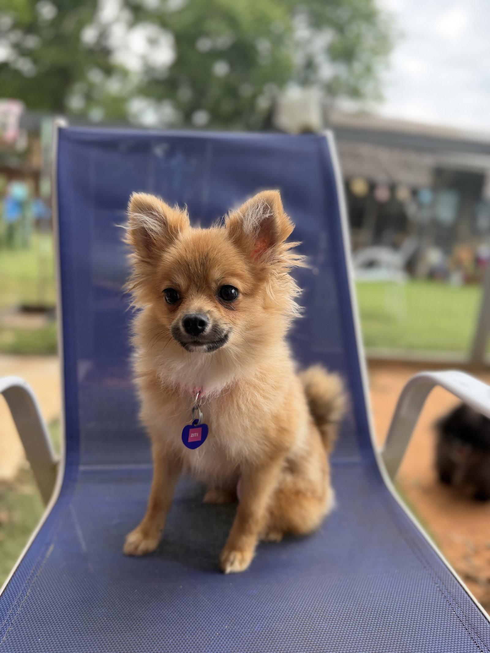Enlarge Ziti, a Adoptable Pomeranian in Garland, TX image 3/3