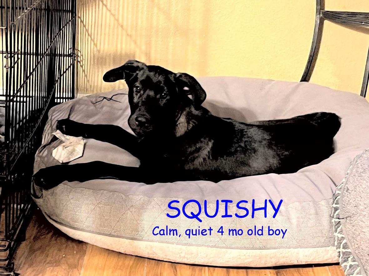 Squishy nka Milo, Adopted, Adult Male Labrador Retriever.