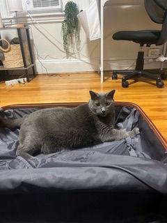 Enlarge Bo, a ADOPTABLE Domestic Short Hair in Melrose, MA image 4/6