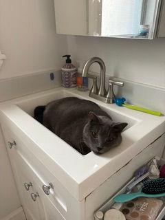 Enlarge Bo, a ADOPTABLE Domestic Short Hair in Melrose, MA image 5/6