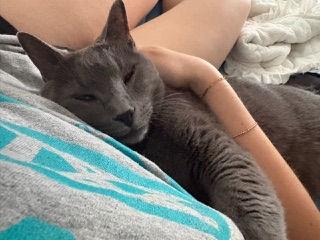 Enlarge Bo, a ADOPTABLE Domestic Short Hair in Melrose, MA image 2/6