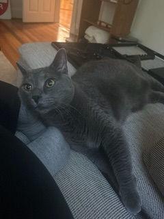 Enlarge Bo, a ADOPTABLE Domestic Short Hair in Melrose, MA image 3/6