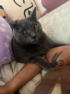 Bo, ADOPTABLE, Senior Male Domestic Short Hair.
