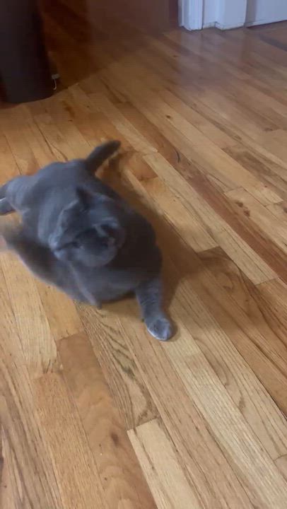 Enlarge Bo, a ADOPTABLE Domestic Short Hair in Melrose, MA video 6/6