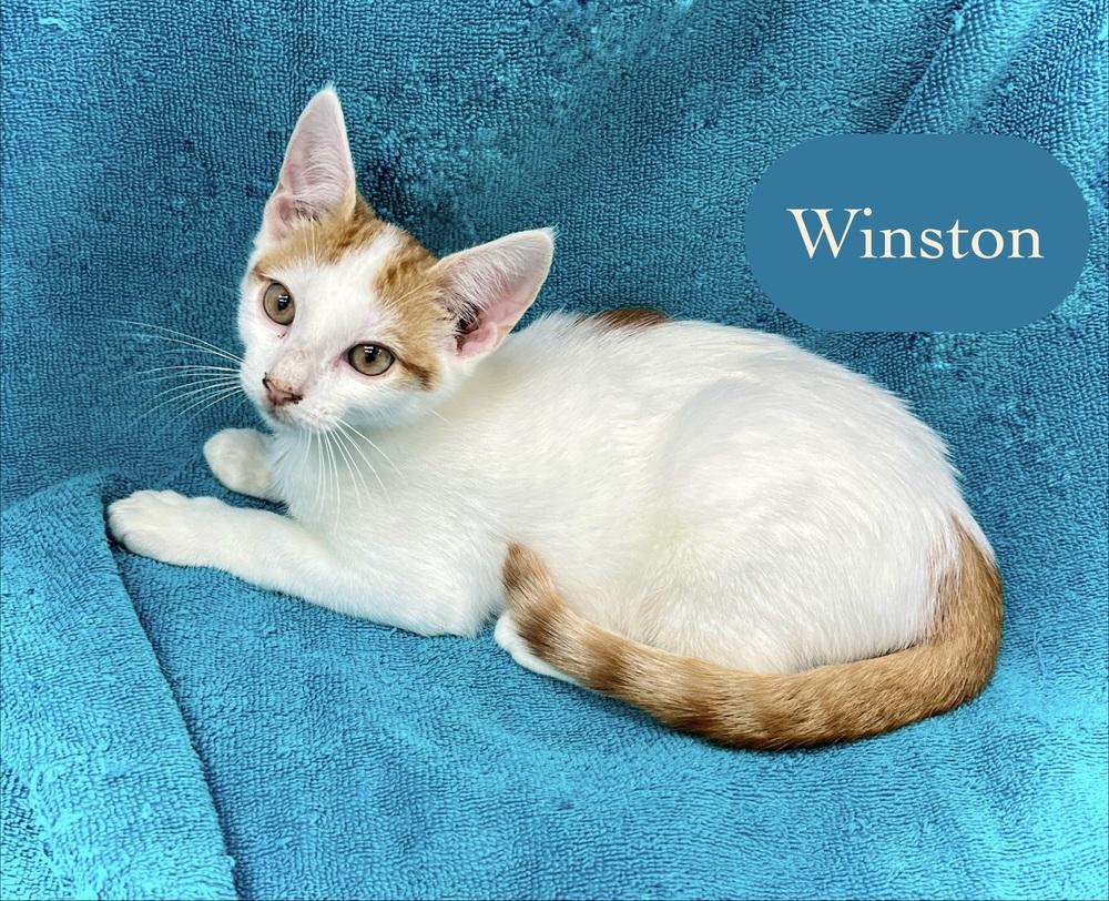 Winston, Adoptable, Kitten Male Domestic Short Hair.