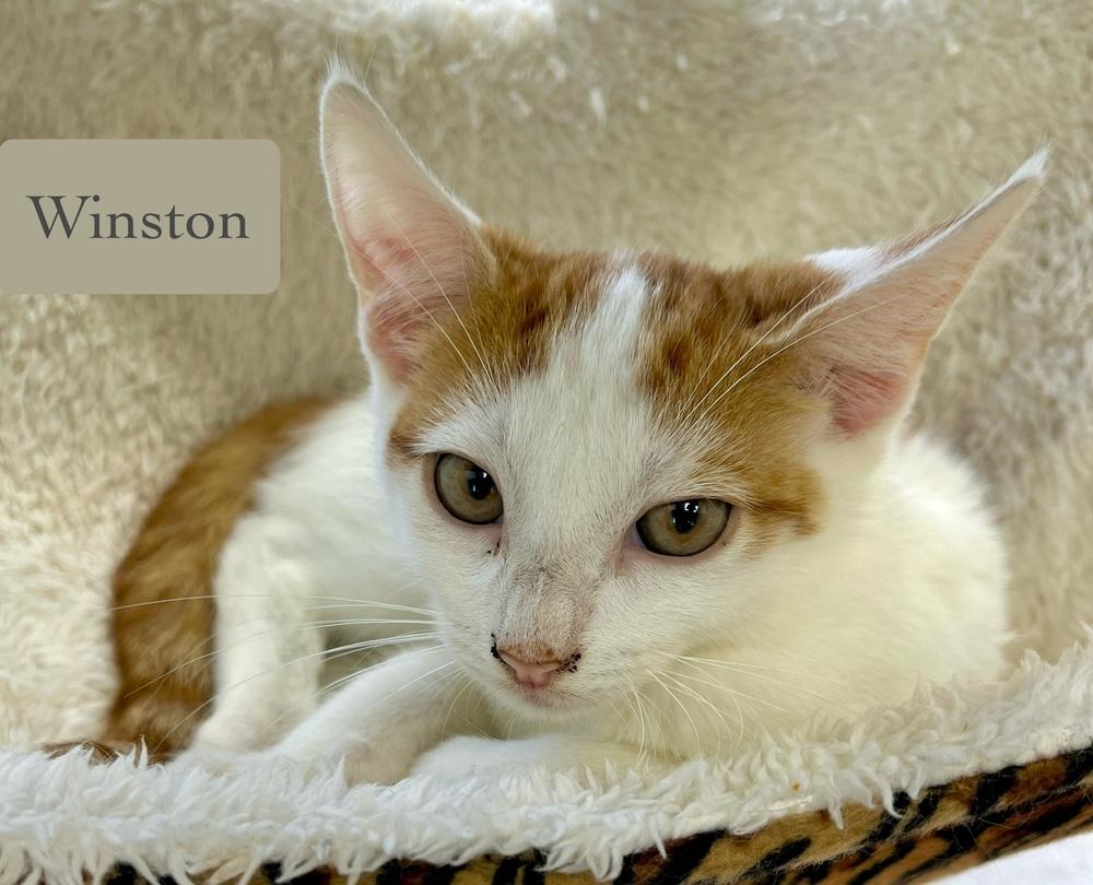 Enlarge Winston, a Adoptable Domestic Short Hair in Chalfont, PA image 3/6