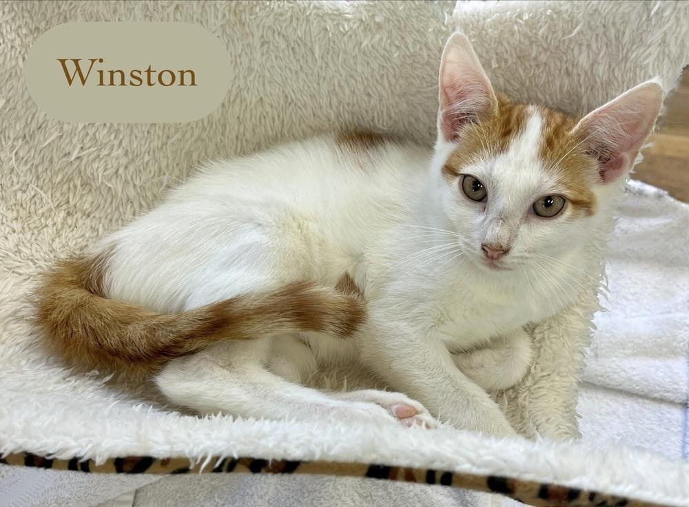 Enlarge Winston, a Adoptable Domestic Short Hair in Chalfont, PA image 4/6