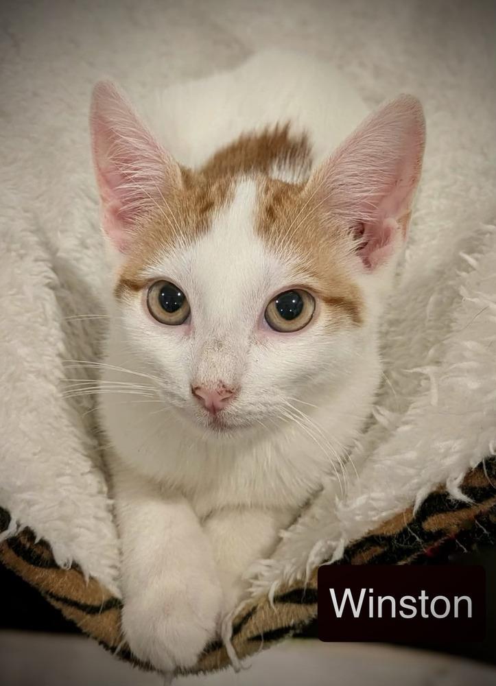 Enlarge Winston, a Adoptable Domestic Short Hair in Chalfont, PA image 5/6
