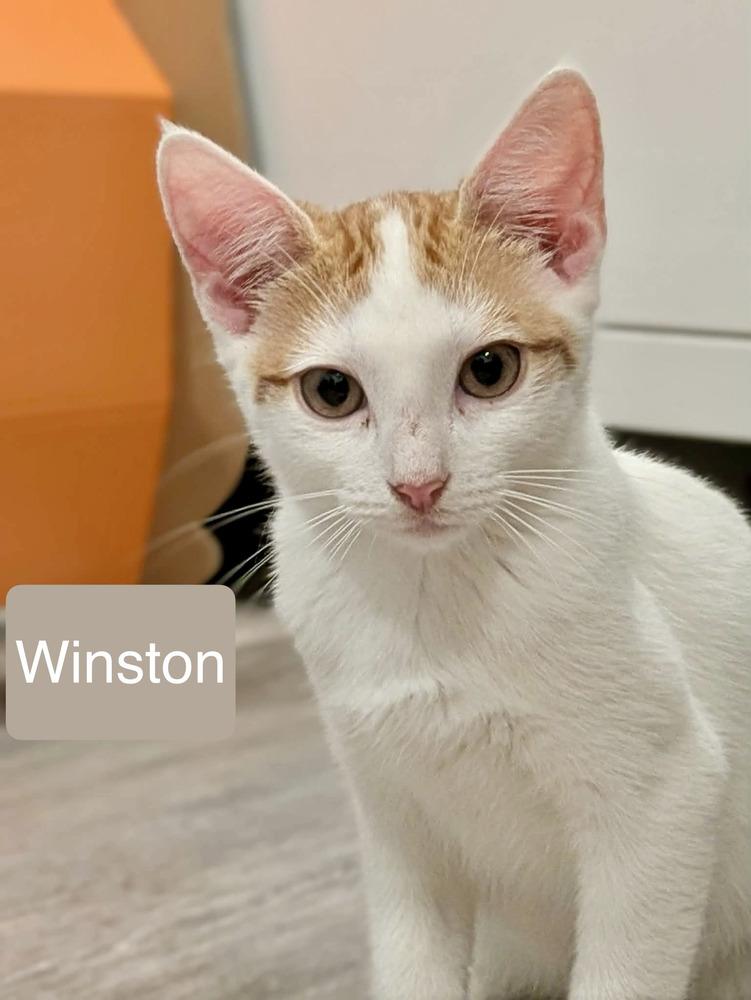 Enlarge Winston, a Adoptable Domestic Short Hair in Chalfont, PA image 6/6