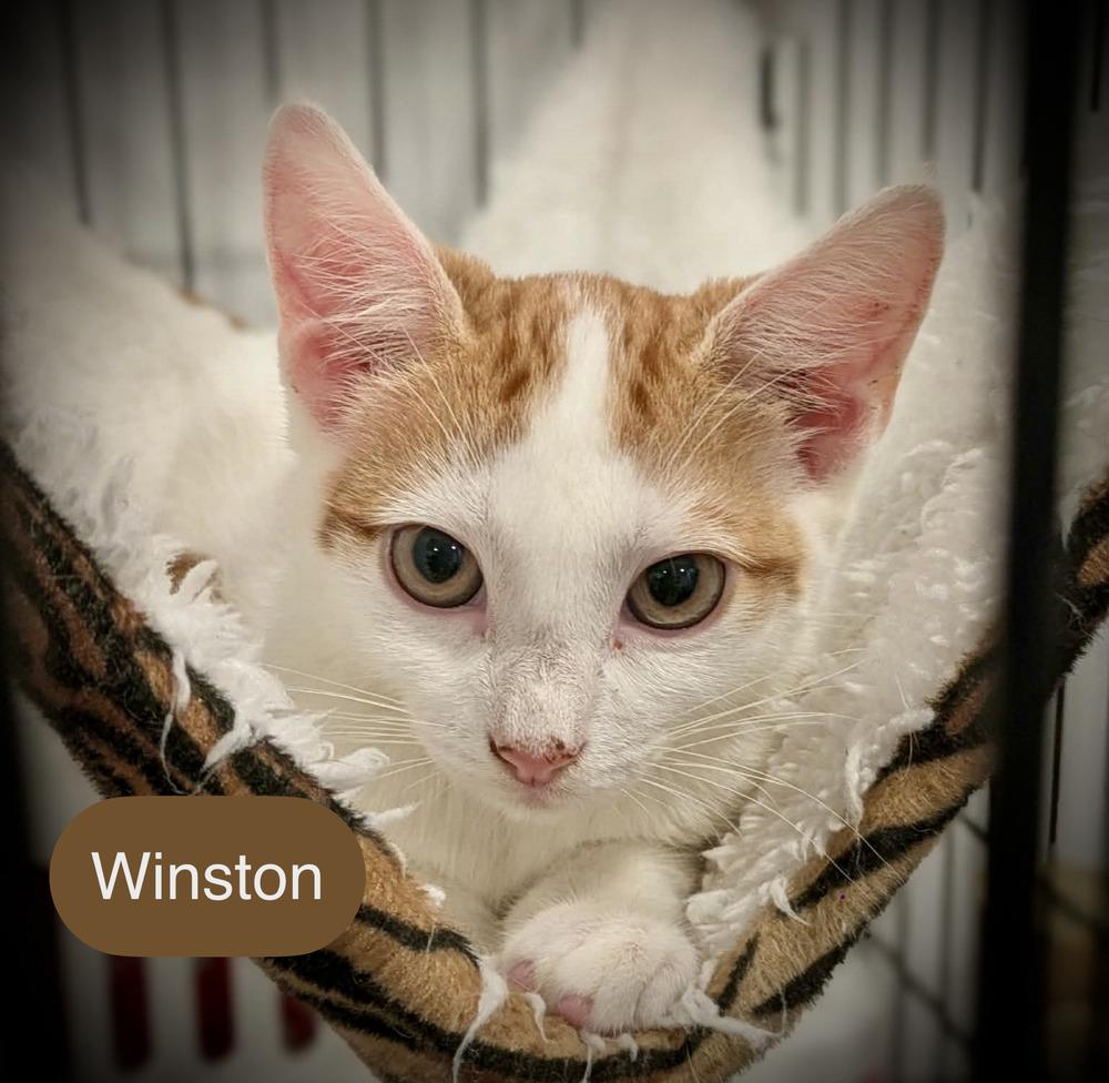 Enlarge Winston, a Adoptable Domestic Short Hair in Chalfont, PA image 2/6