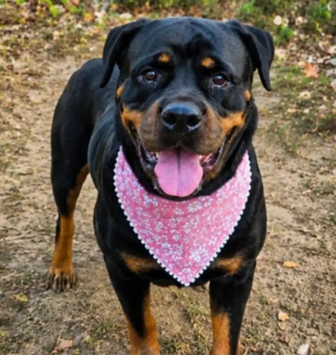 Enlarge Tinkerbell, a Adopted Rottweiler in Polk, OH image 2/3