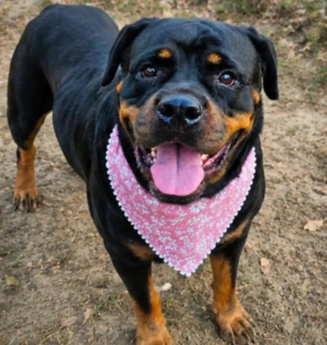 Enlarge Tinkerbell, a Adopted Rottweiler in Polk, OH image 3/3