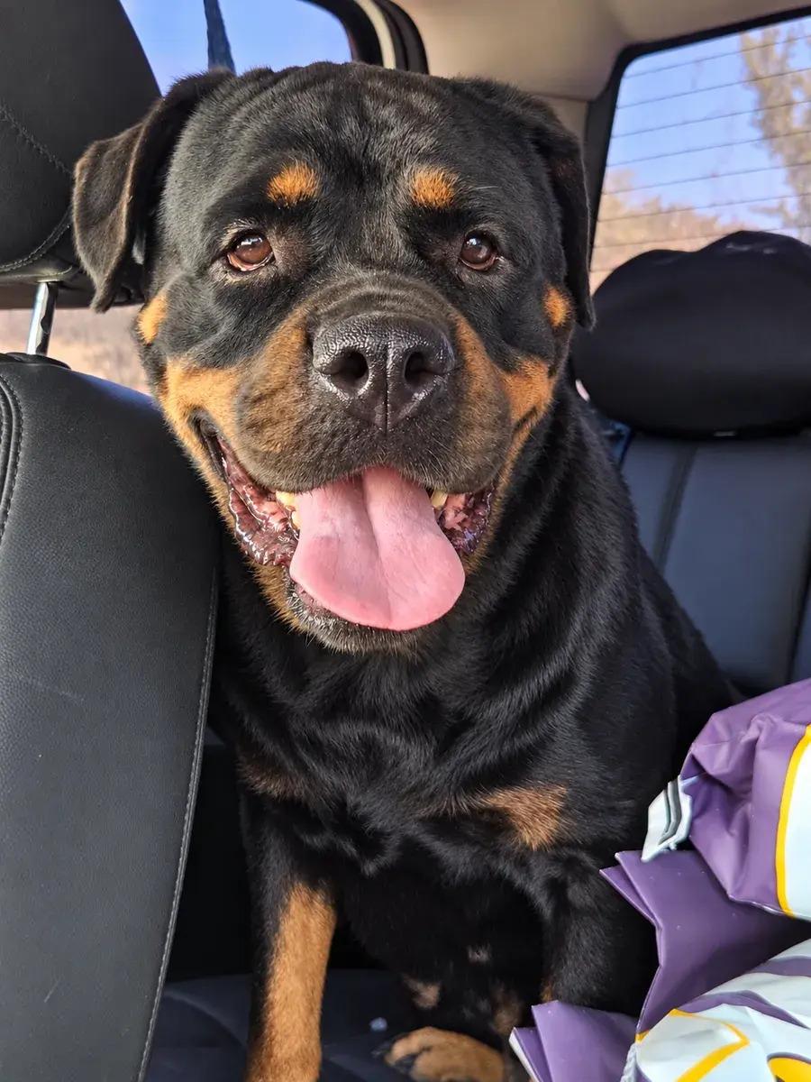 Tinkerbell, Adopted, Adult Female Rottweiler.