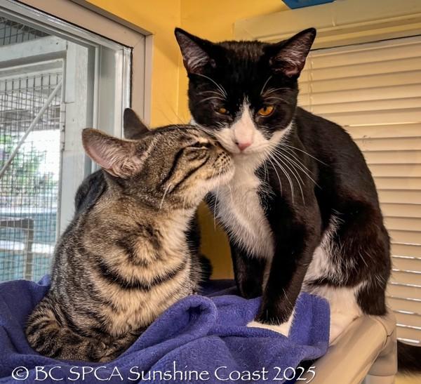 Enlarge Rye, a Adoptable mixed breed in Sechelt, BC image 1/6