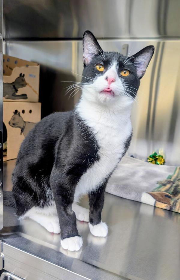 Enlarge Rye, a Adoptable mixed breed in Sechelt, BC image 3/6