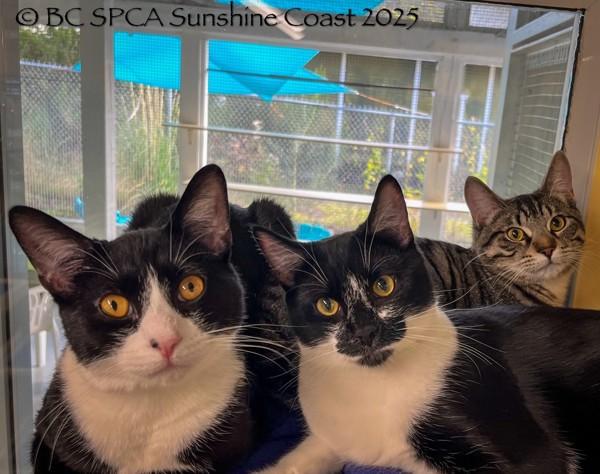 Enlarge Rye, a Adoptable mixed breed in Sechelt, BC image 4/6