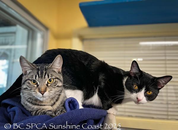 Enlarge Rye, a Adoptable mixed breed in Sechelt, BC image 6/6