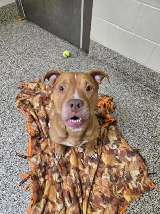 Enlarge Zeus, a Adoptable mixed breed in Westland, MI image 1/2