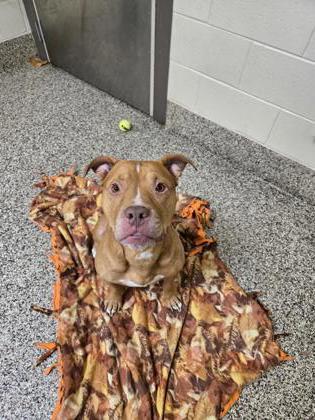 Enlarge Zeus, a Adoptable mixed breed in Westland, MI image 2/2
