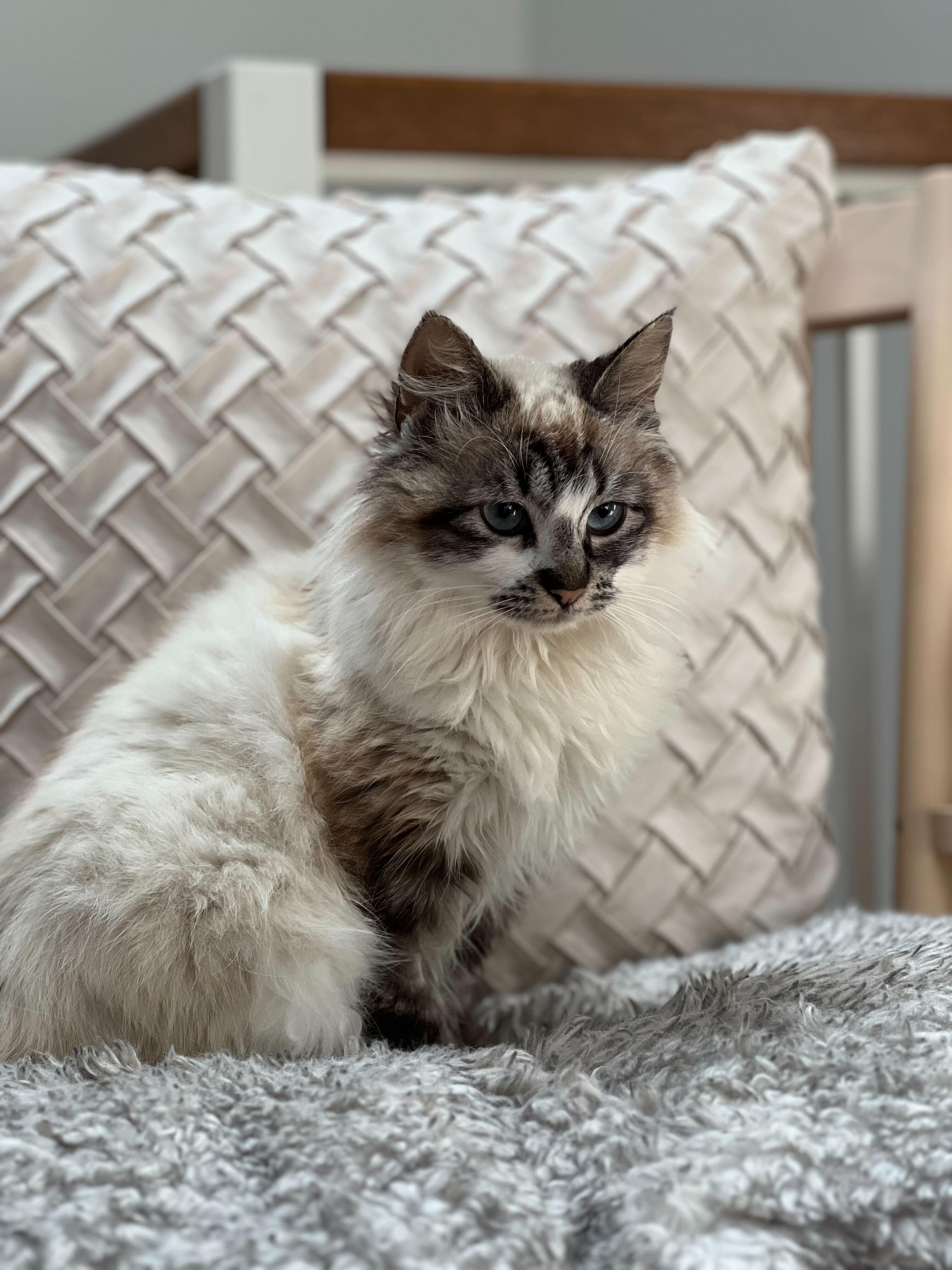 Enlarge Tatiana, an adopted mixed breed in Santa Monica, CA image 4/6