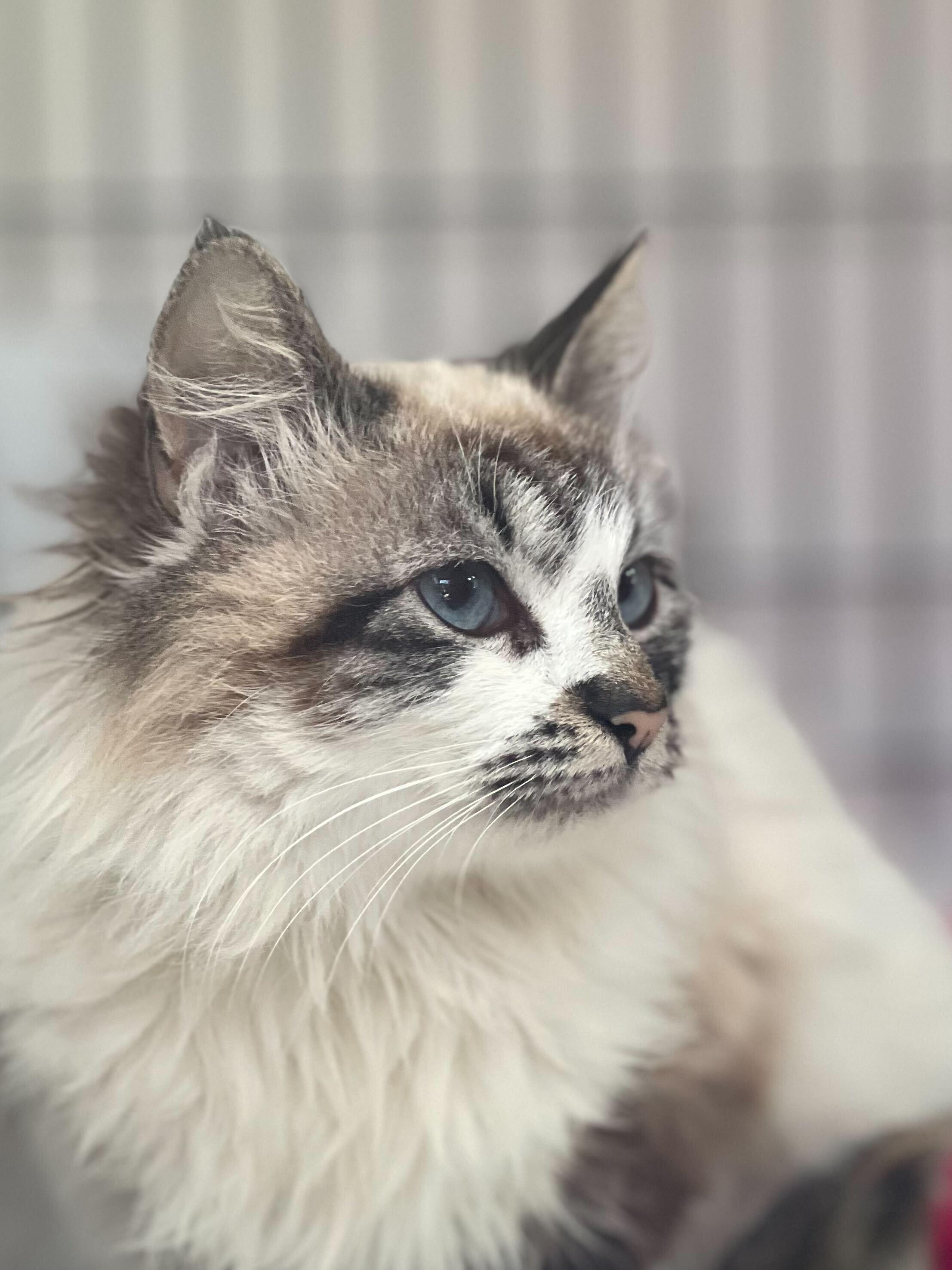 Enlarge Tatiana, an adopted mixed breed in Santa Monica, CA image 6/6