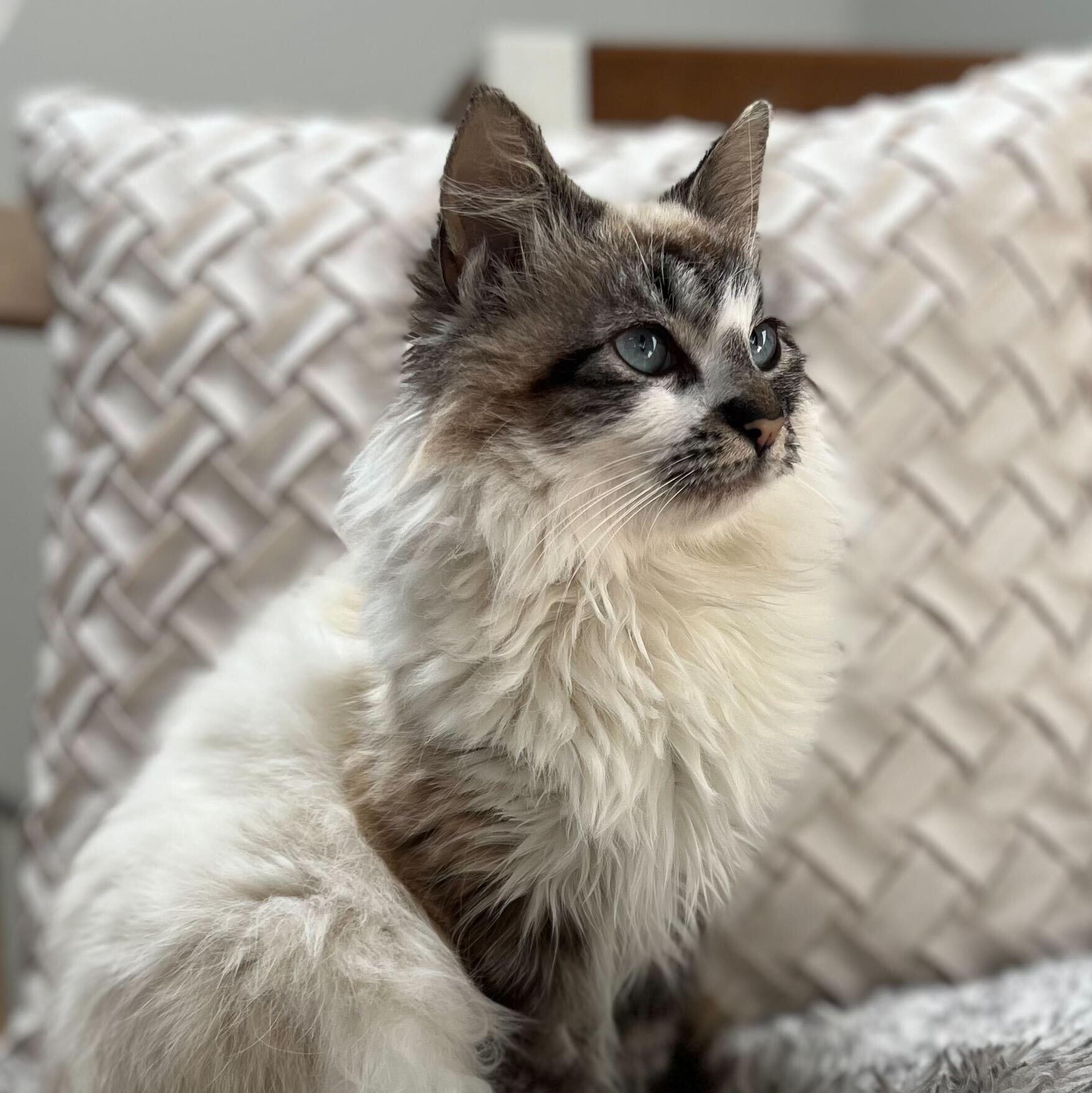 Enlarge Tatiana, an adopted mixed breed in Santa Monica, CA image 3/6