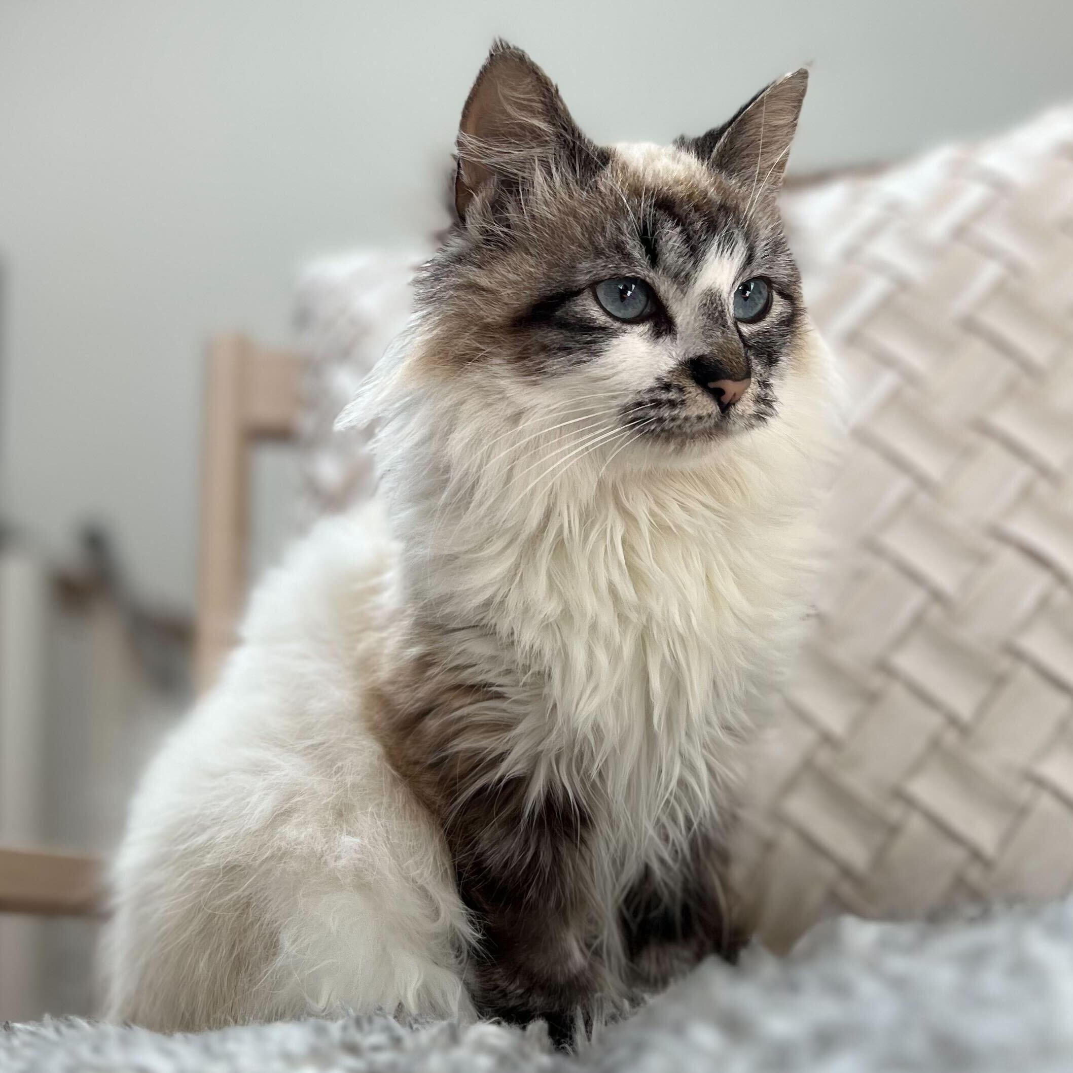 Enlarge Tatiana, an adopted mixed breed in Santa Monica, CA image 1/6