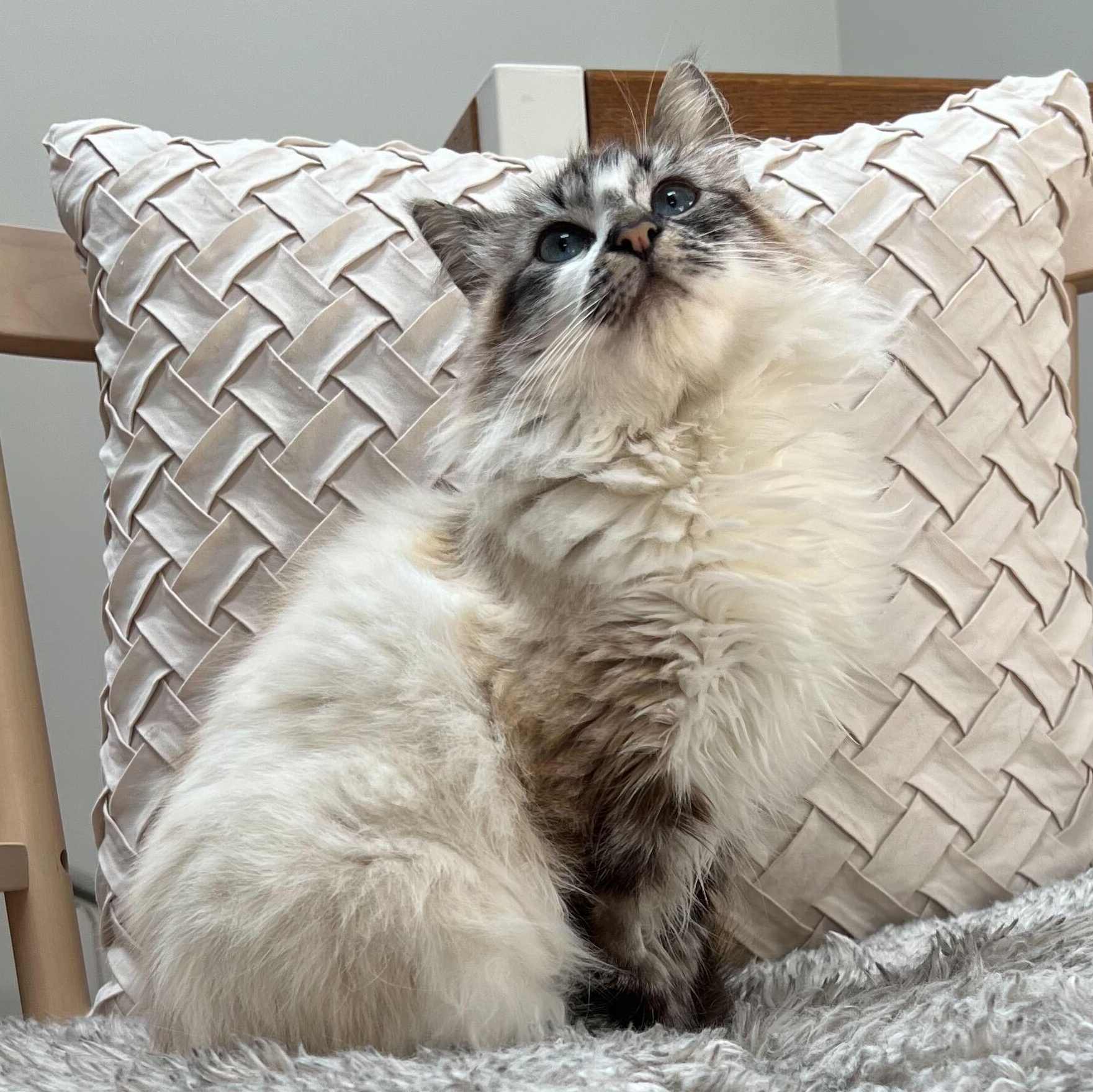 Enlarge Tatiana, an adopted mixed breed in Santa Monica, CA image 5/6