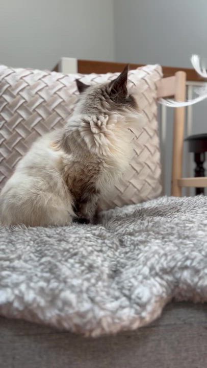 Enlarge Tatiana, an adopted mixed breed in Santa Monica, CA video 2/6