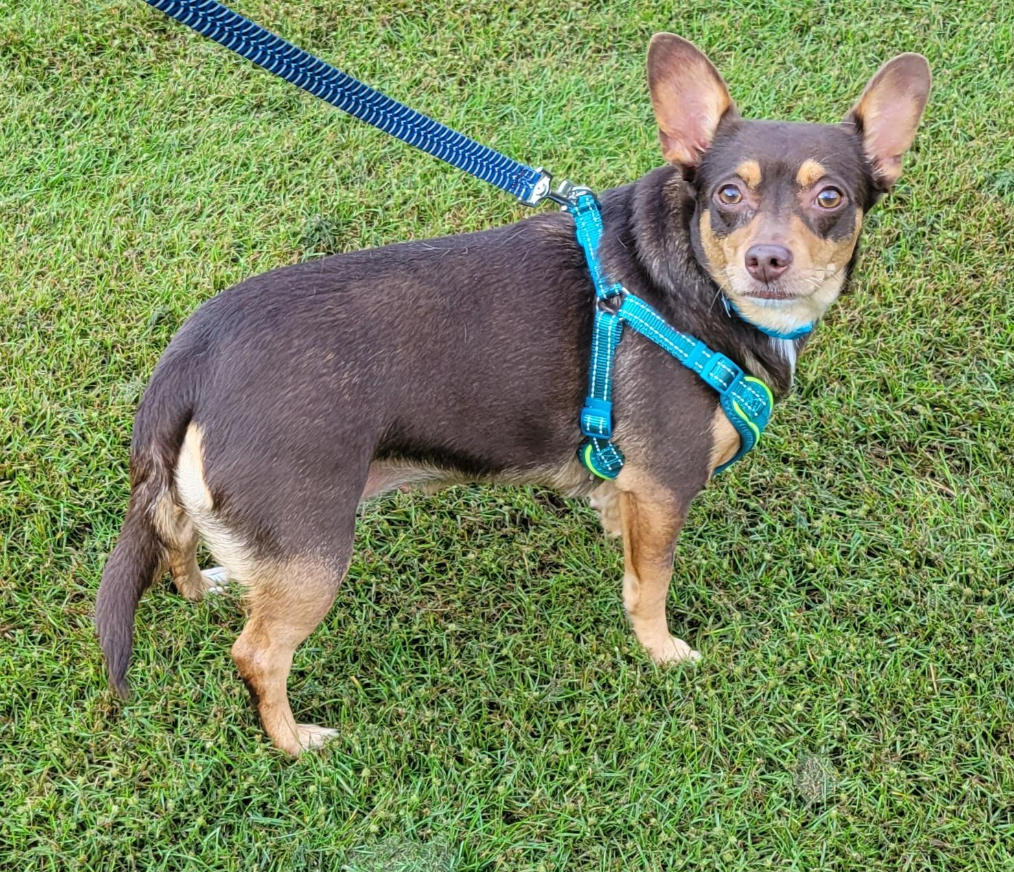 Enlarge Charlotte, a Adopted mixed breed in Elwood, NJ image 4/6