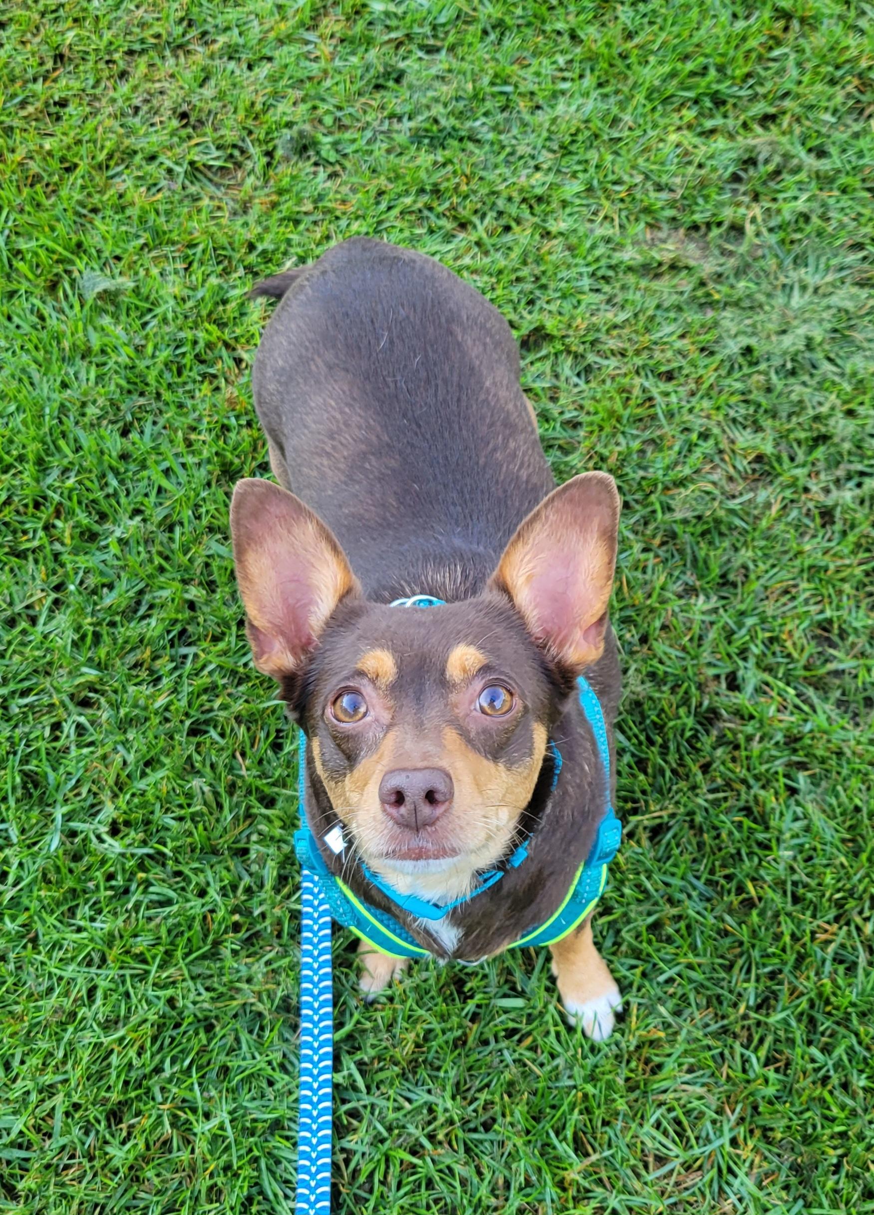 Enlarge Charlotte, a Adopted mixed breed in Elwood, NJ image 5/6